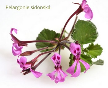 Pelargonie sidonská